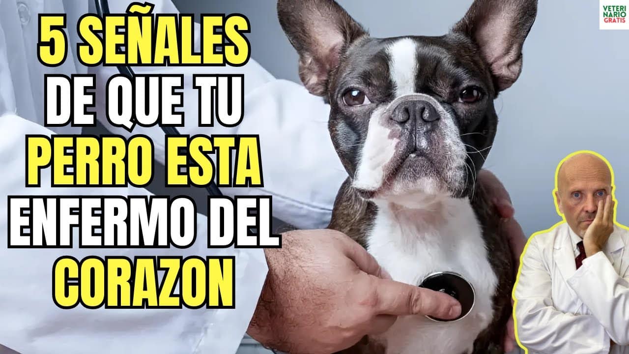 5 sintomas de insuficiencia cardiaca en perros