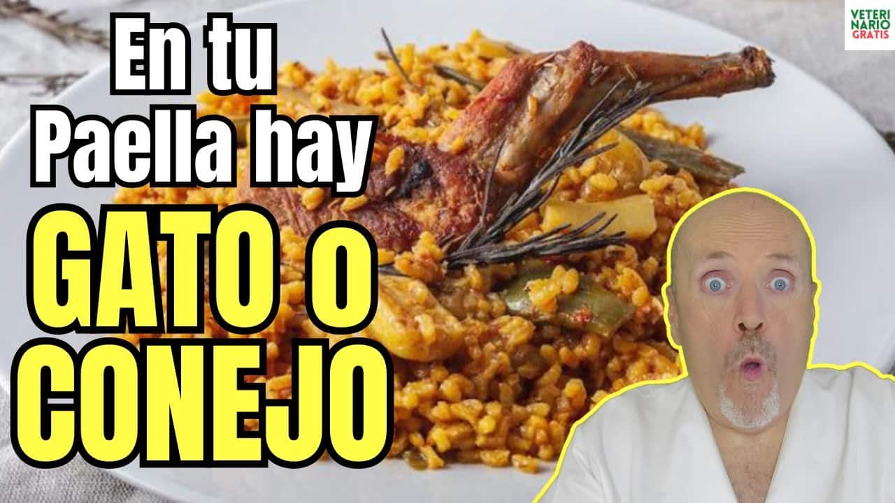 Como evitar que nos den gato por liebre en una paella