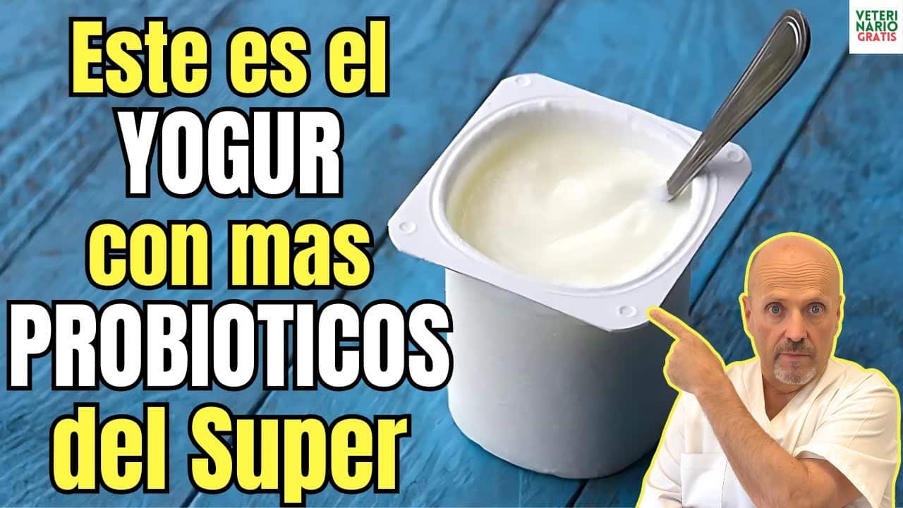 Cual es el yogur con mas probioticos del super