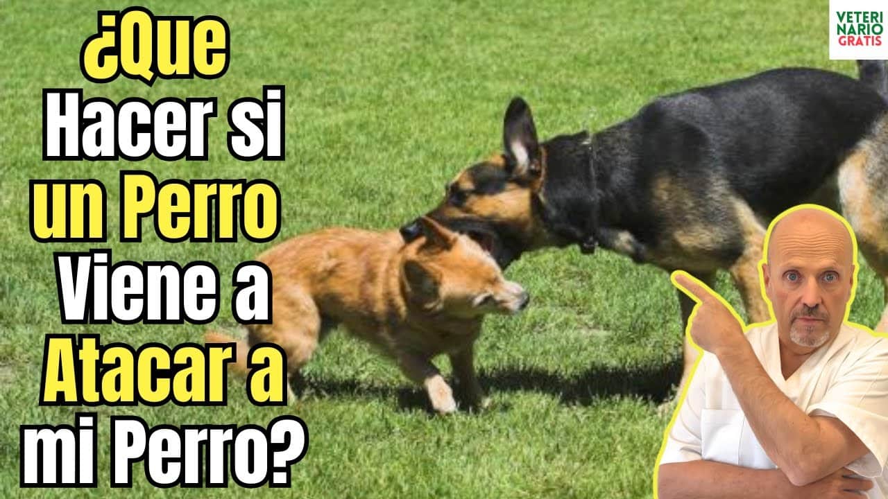 Que hacer si un perro viene a atacar a mi perro