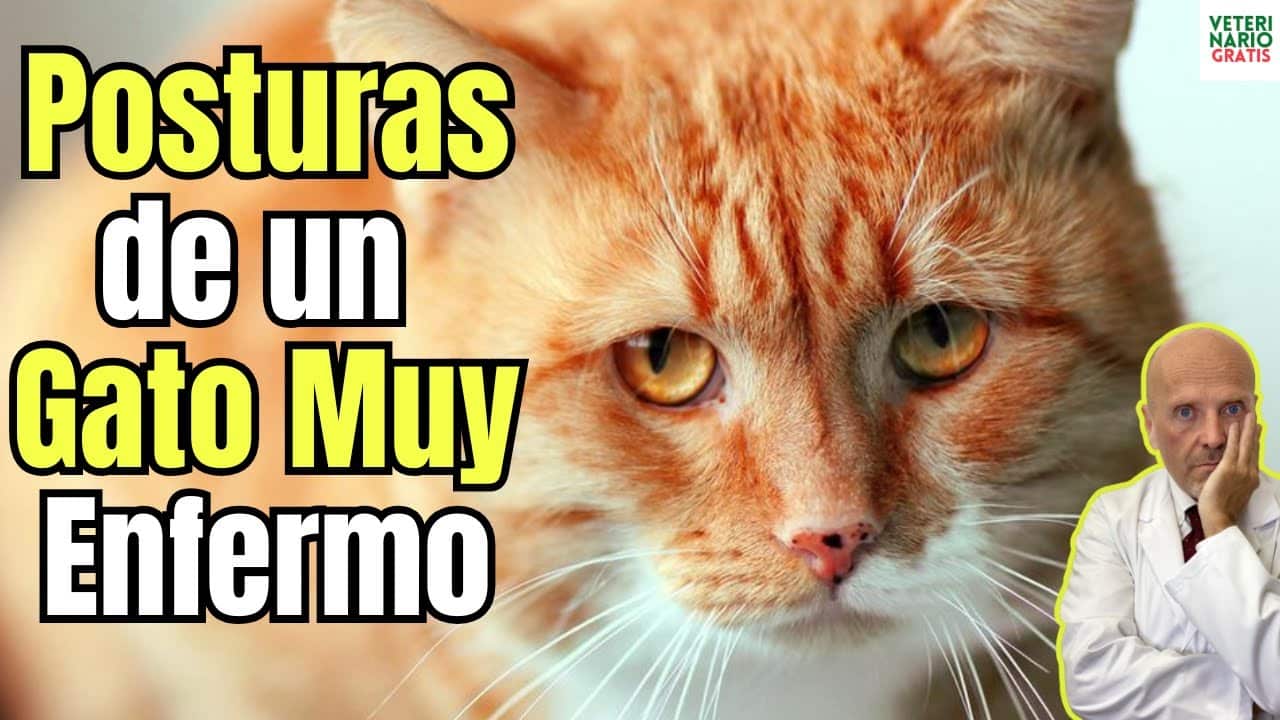 Posturas de un gato muy enfermo