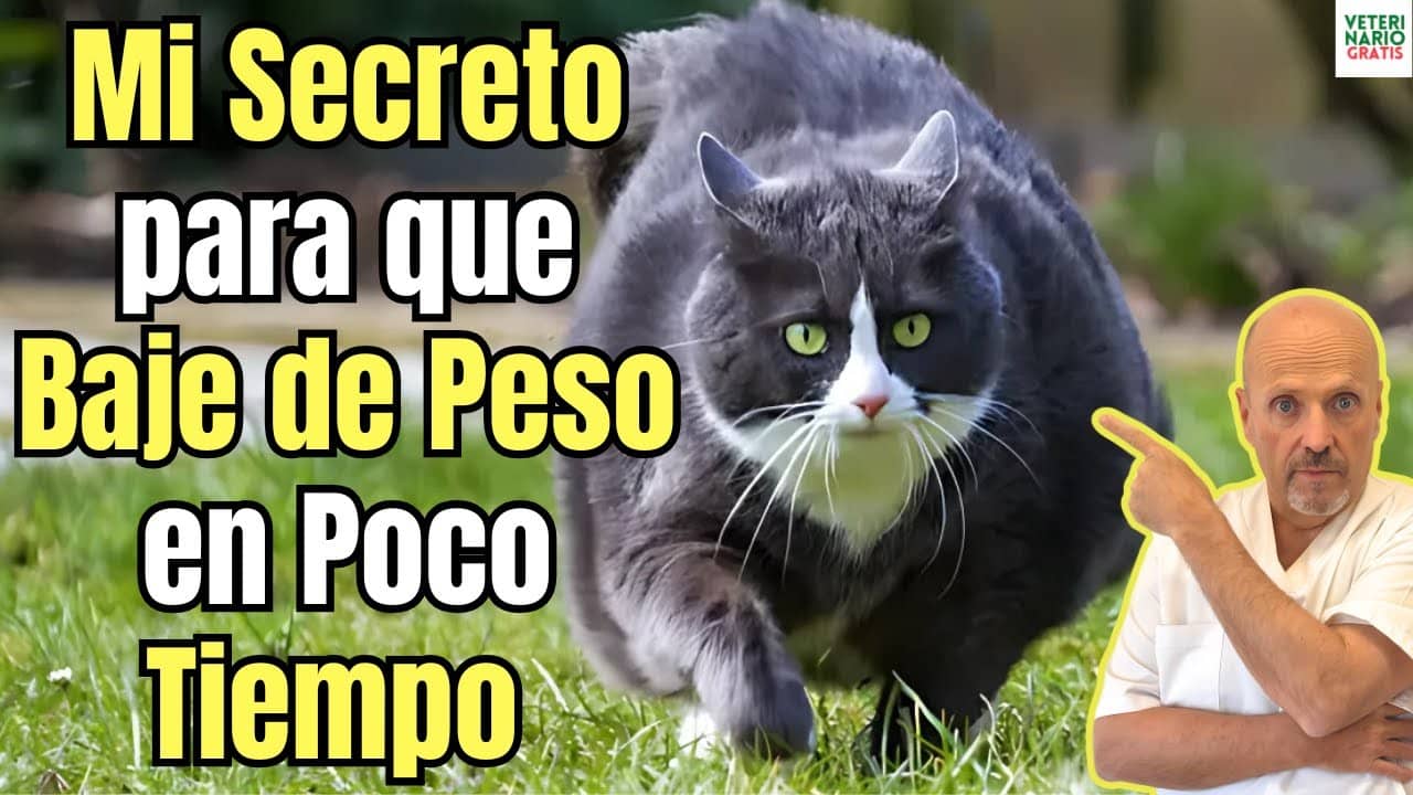 Mi secreto para que tu gato obeso baje de peso de forma sana