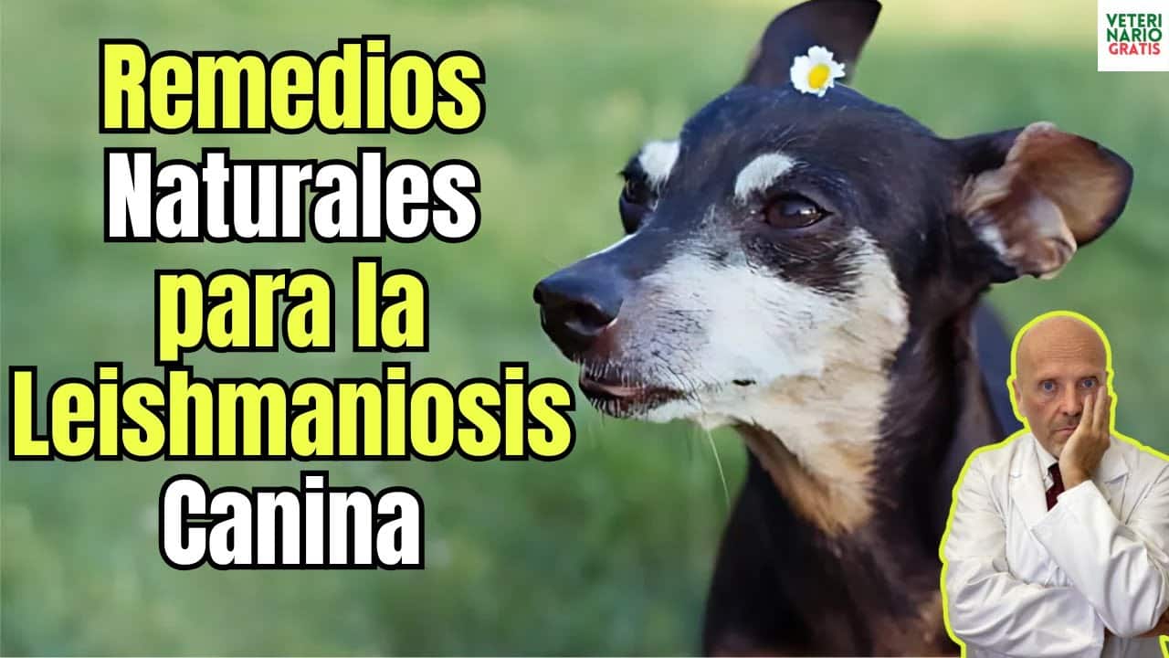 Remedios naturales para la leishmaniosis canina