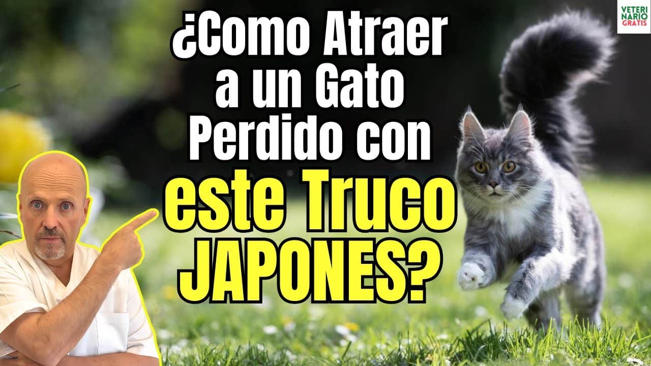 Como atraer a un gato perdido con este truco japones