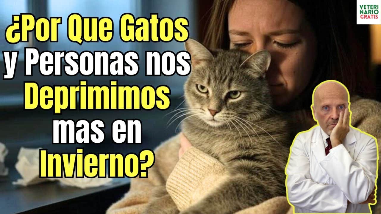 Por que los gatos y las personas se deprimen cuando llega el invierno