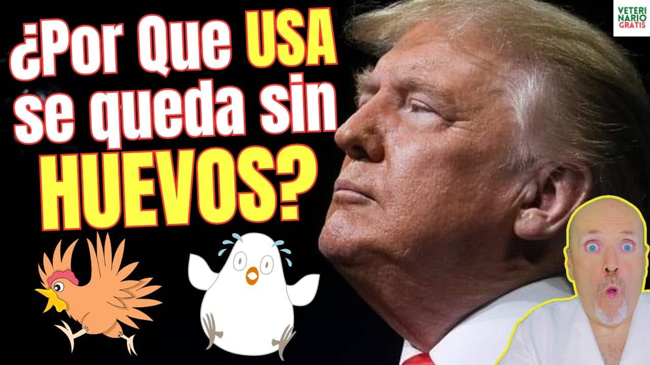 Por que estados unidos se esta quedando sin huevos