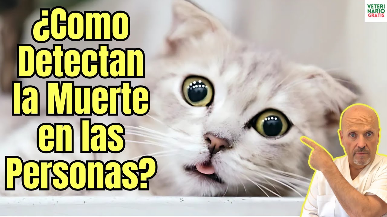 Como detectan los gatos la muerte de las personas