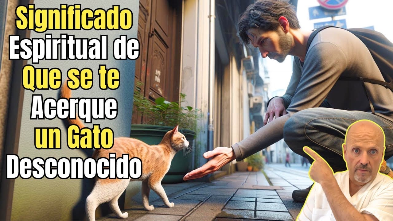 Que significa que un gato desconocido se te acerque espiritualmente