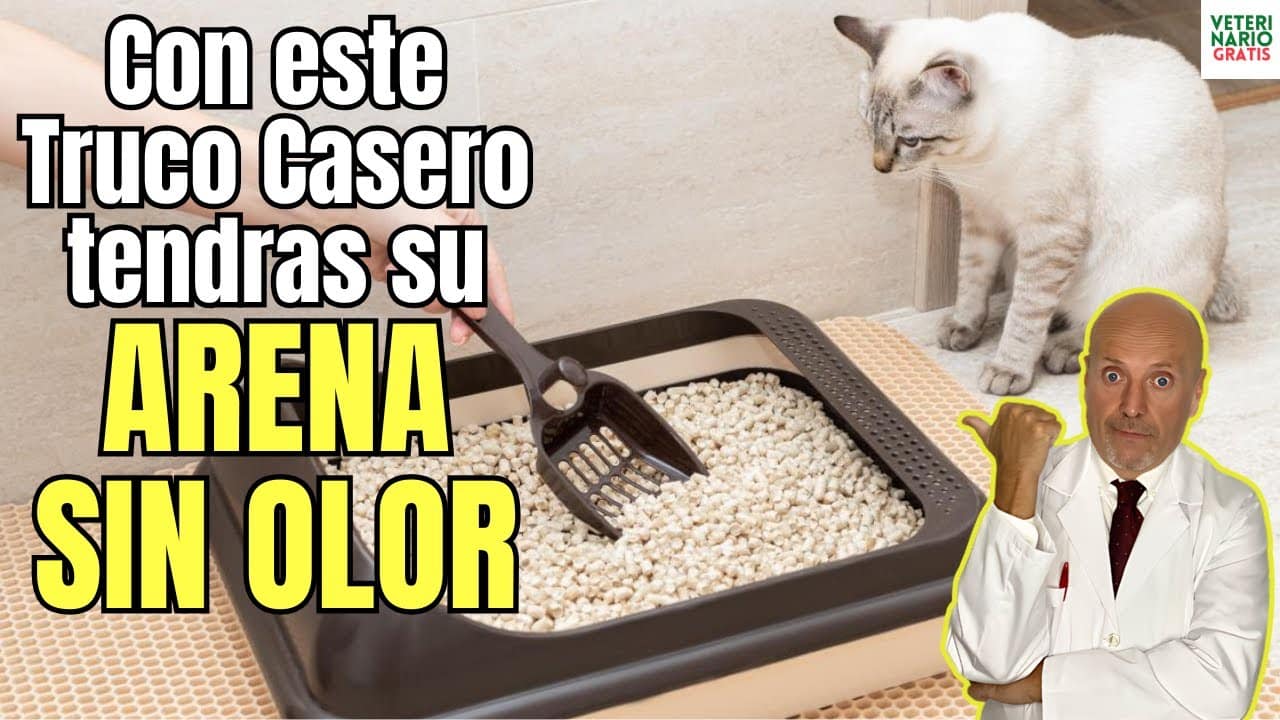 El mejor truco para tener una arena para gatos sin olor