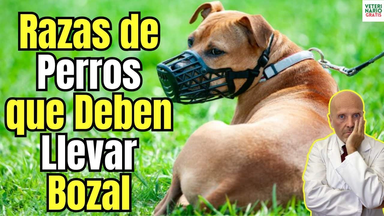 Qu razas de perros estn obligadas a llevar bozal en 2025