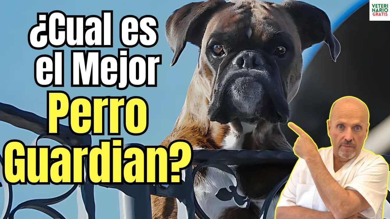 Cuál es el mejor perro guardián 8 razas que más protegen y dan seguridad